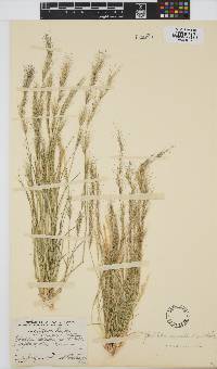 Aristida adscensionis image