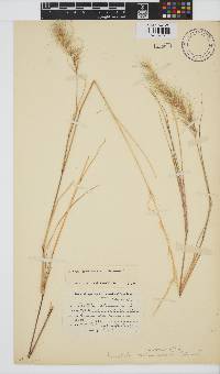 Aristida adscensionis image