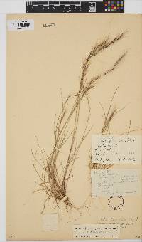 Aristida adscensionis image