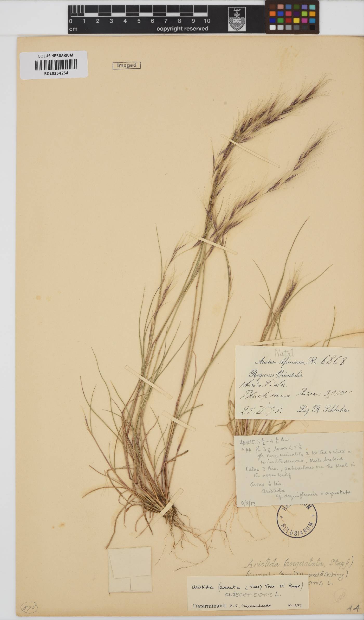 Aristida adscensionis image