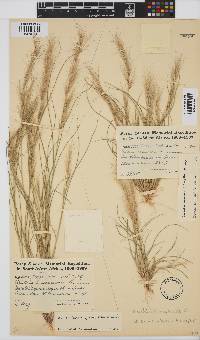 Aristida adscensionis image