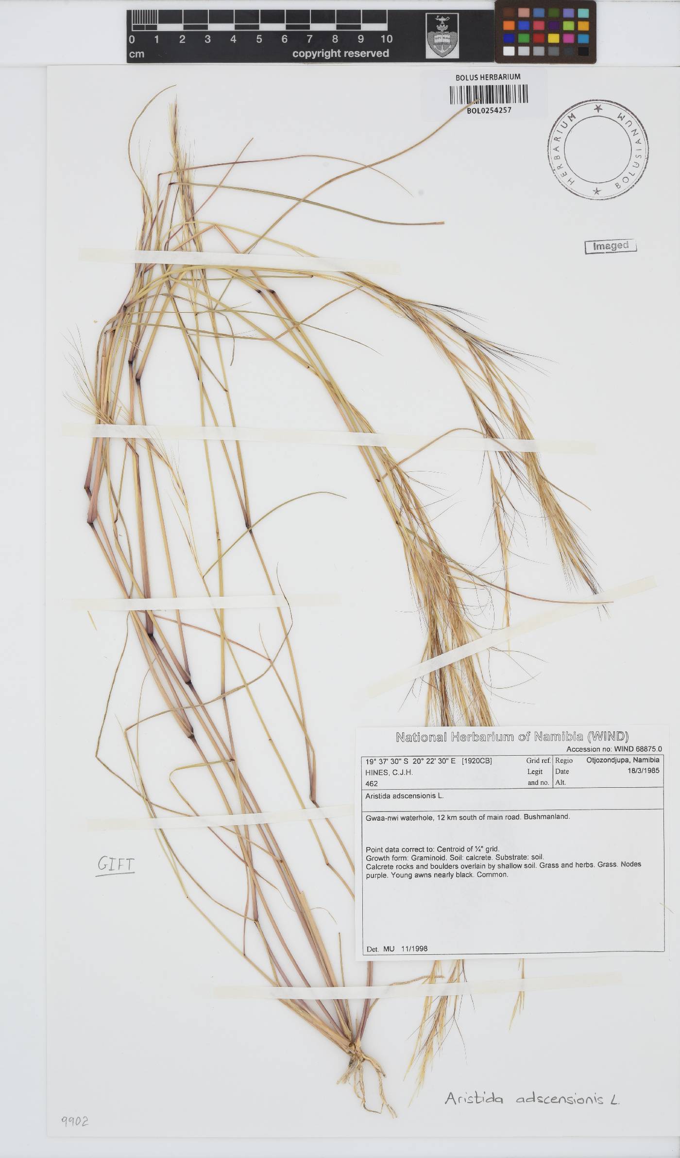 Aristida adscensionis image