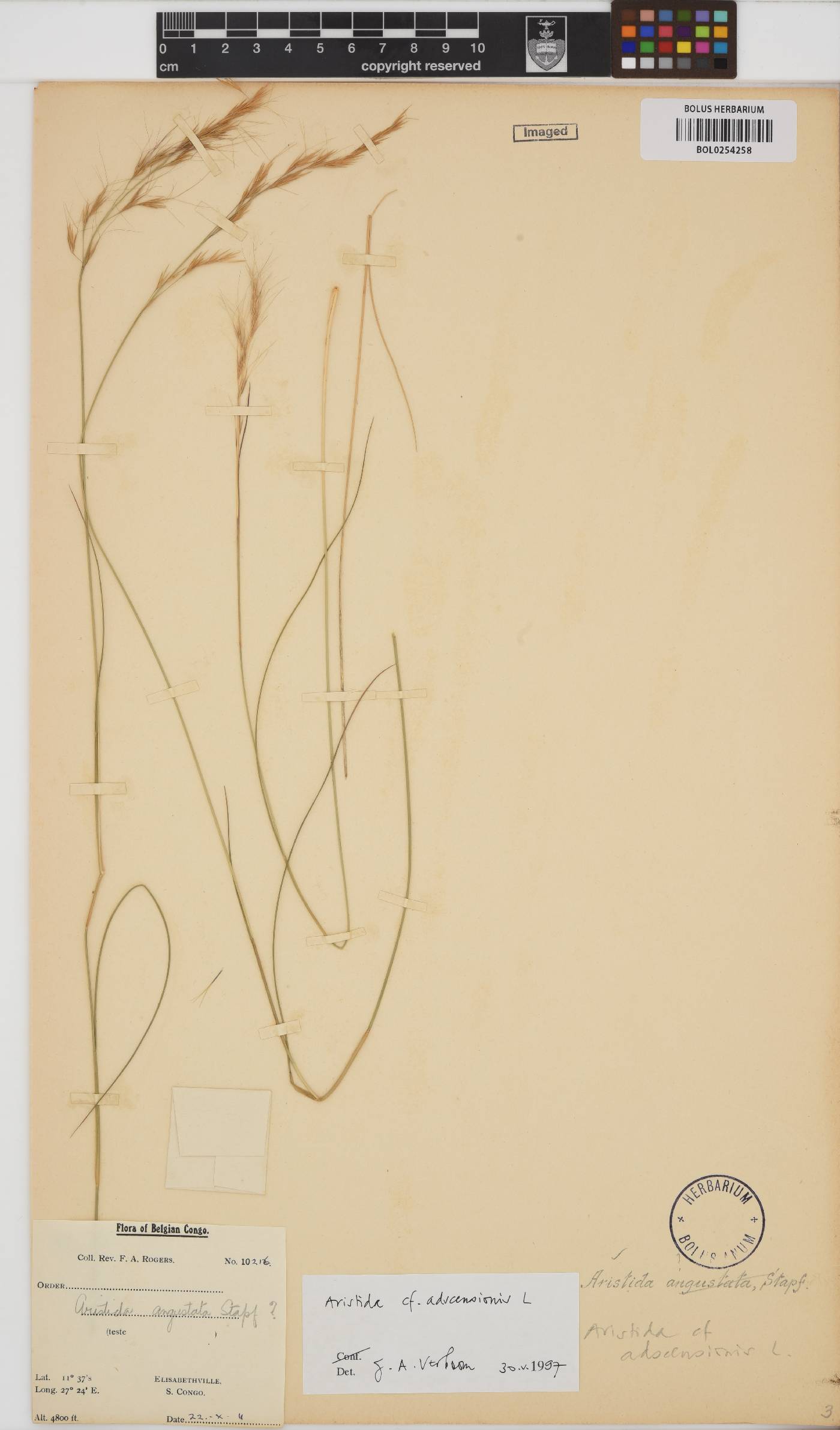 Aristida adscensionis image