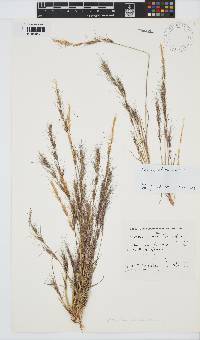 Aristida adscensionis image