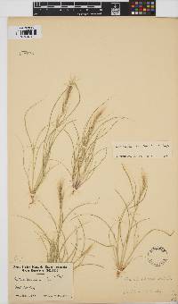 Aristida adscensionis image