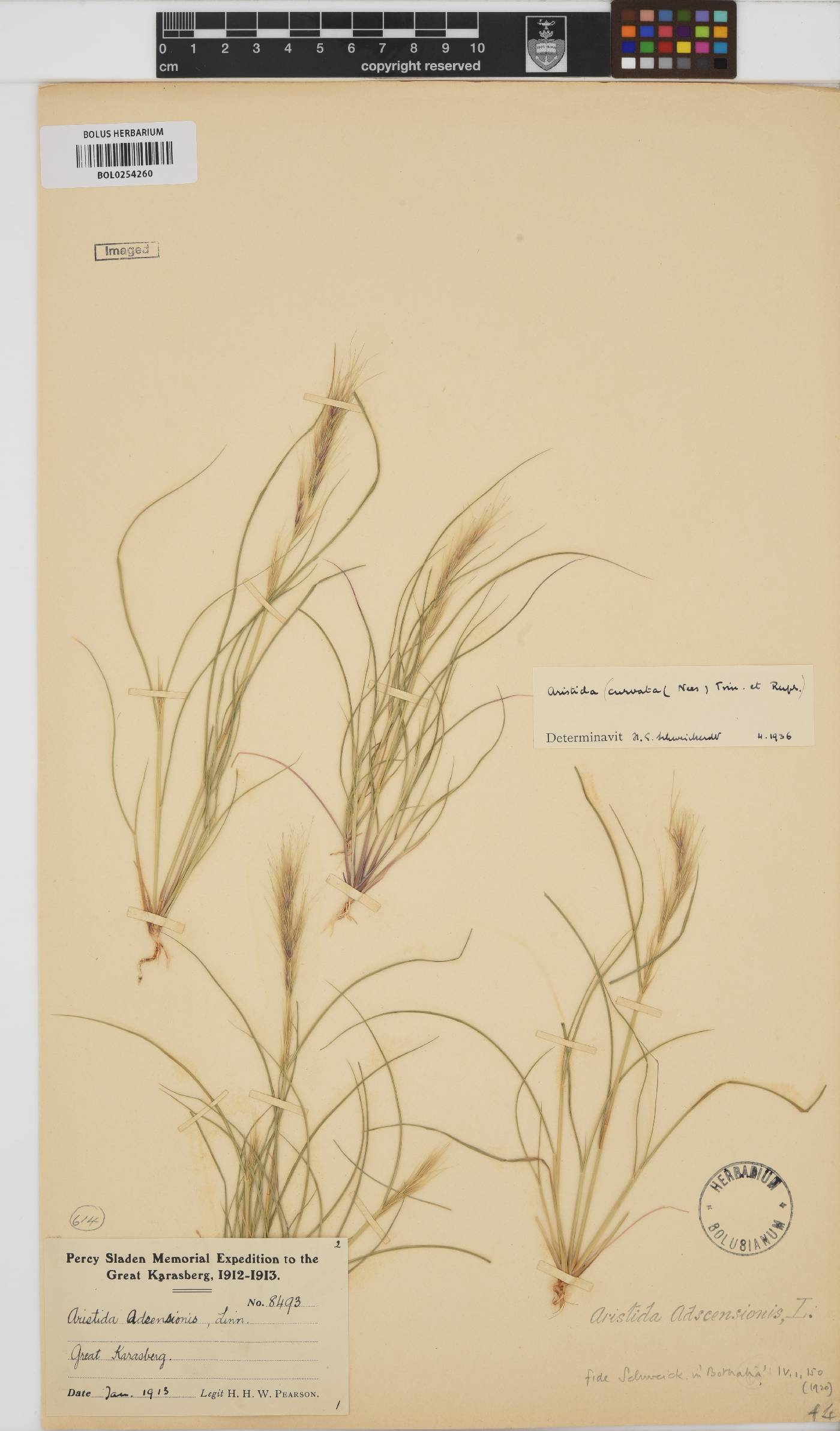Aristida adscensionis image