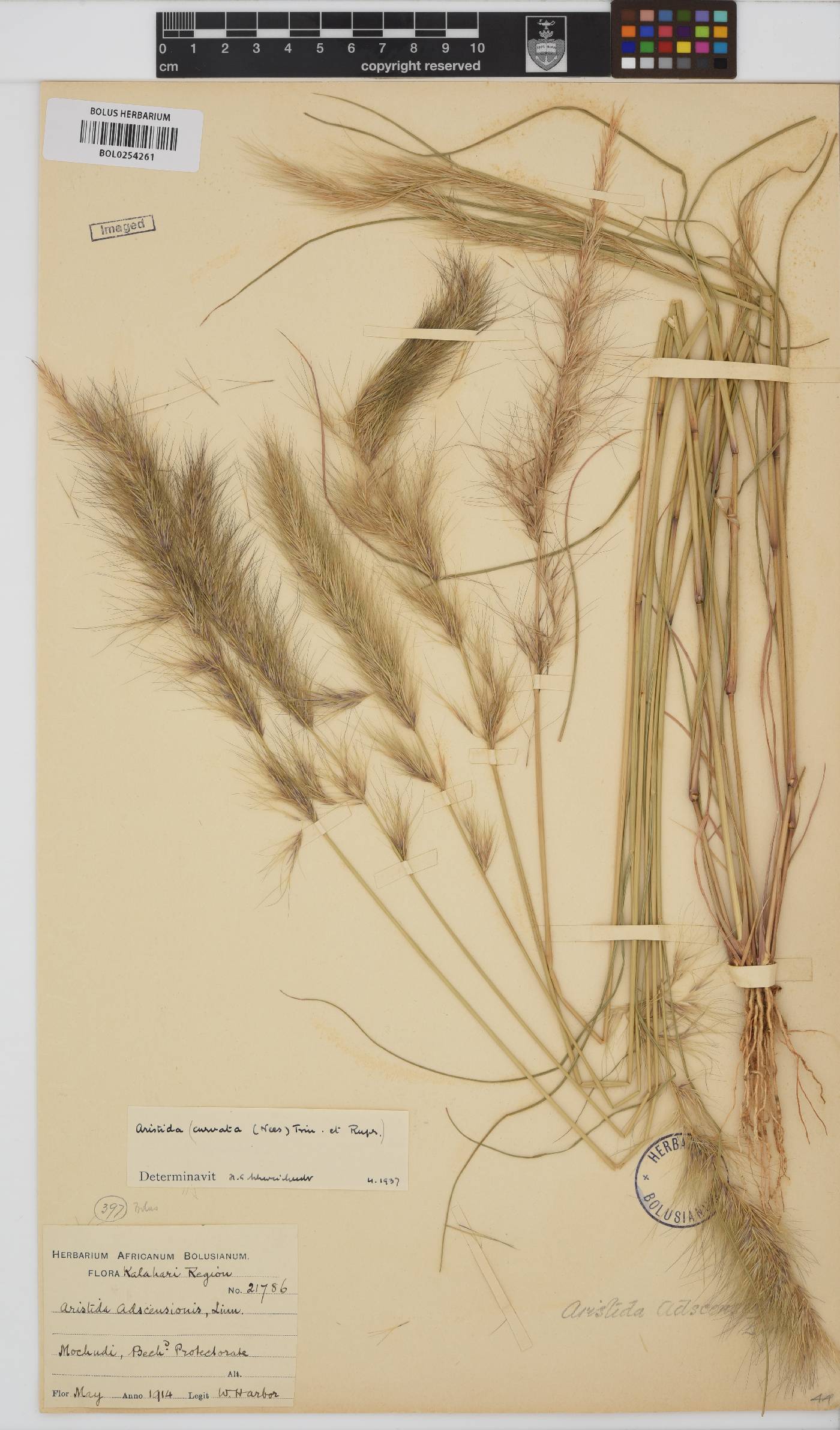 Aristida adscensionis image