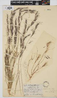 Aristida adscensionis image