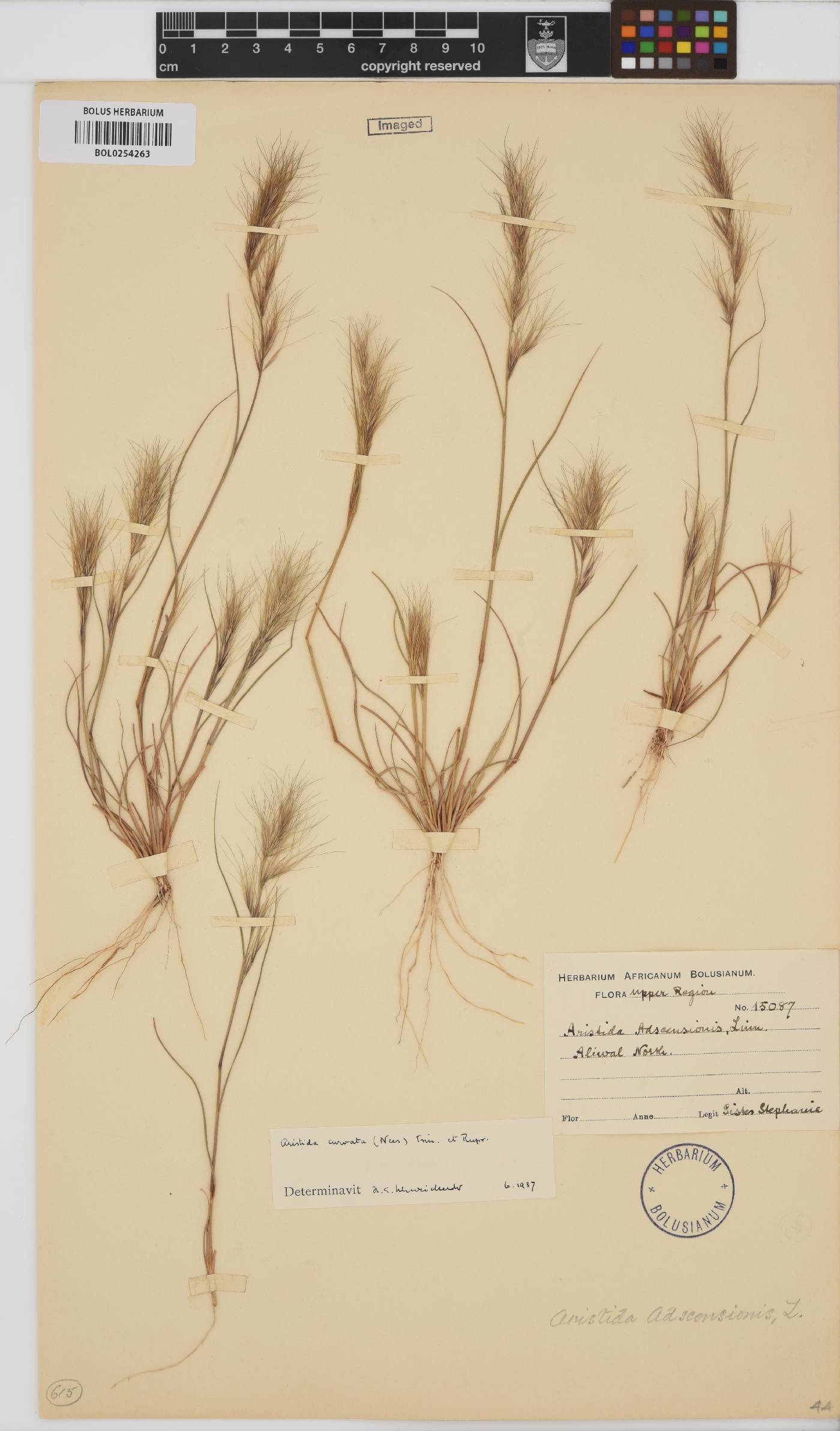 Aristida adscensionis image