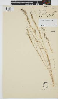 Aristida adscensionis image