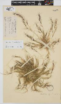 Aristida adscensionis image