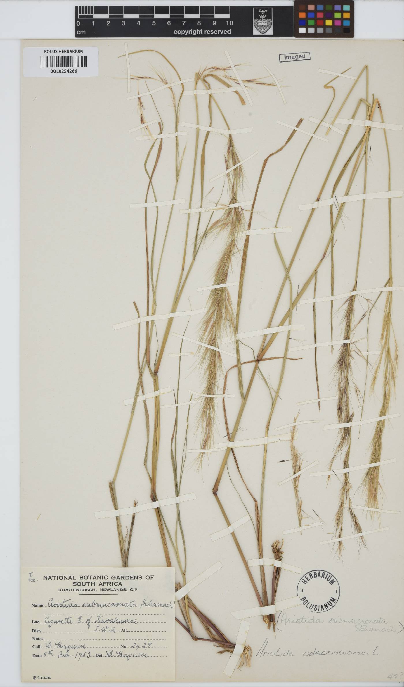 Aristida adscensionis image