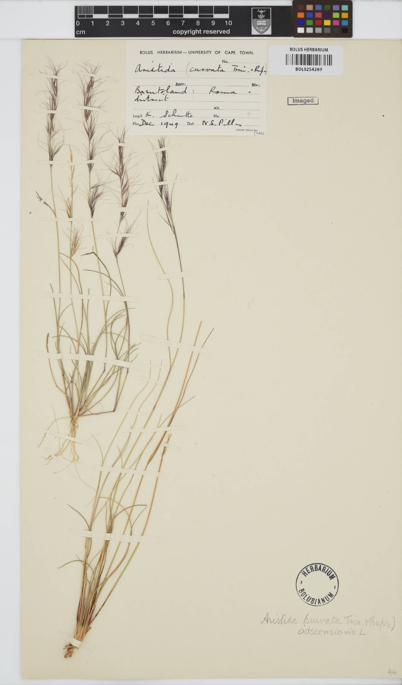 Aristida adscensionis image