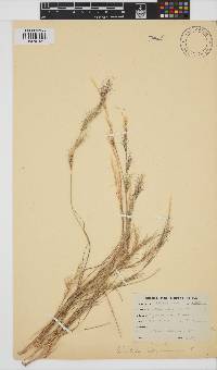 Aristida adscensionis image