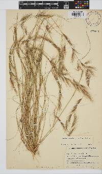 Aristida adscensionis image