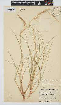 Aristida adscensionis image