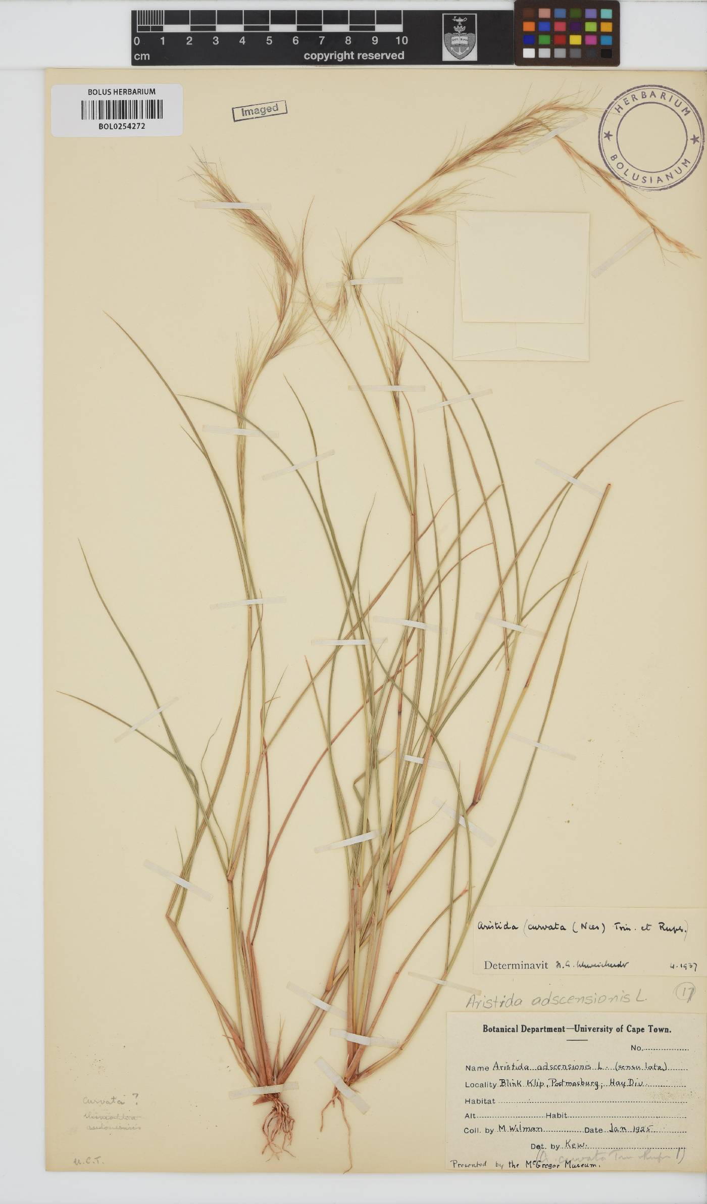 Aristida adscensionis image