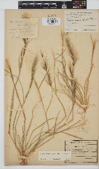 Aristida adscensionis image