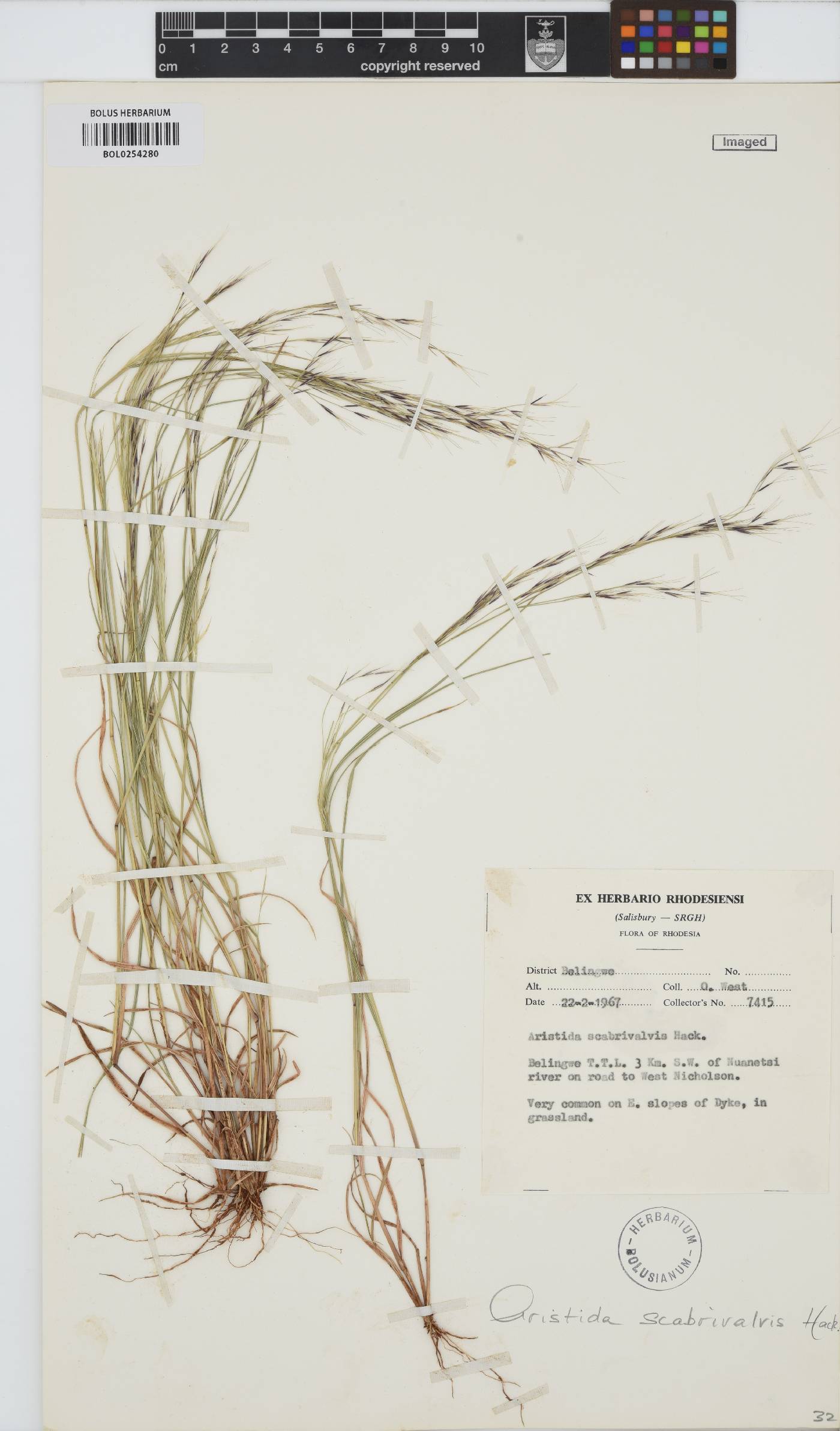 Aristida scabrivalvis image