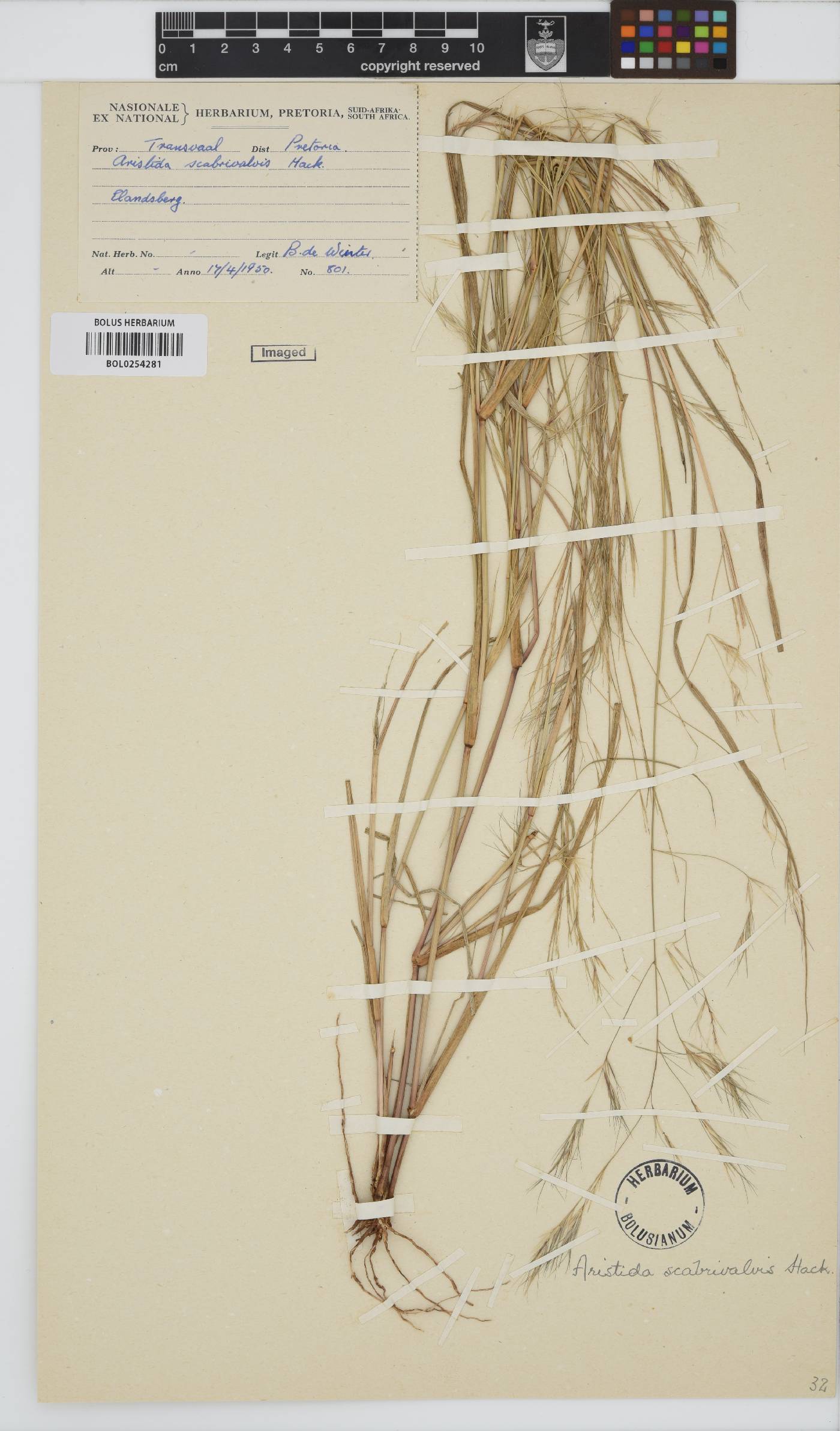Aristida scabrivalvis image
