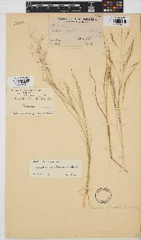 Aristida scabrivalvis image