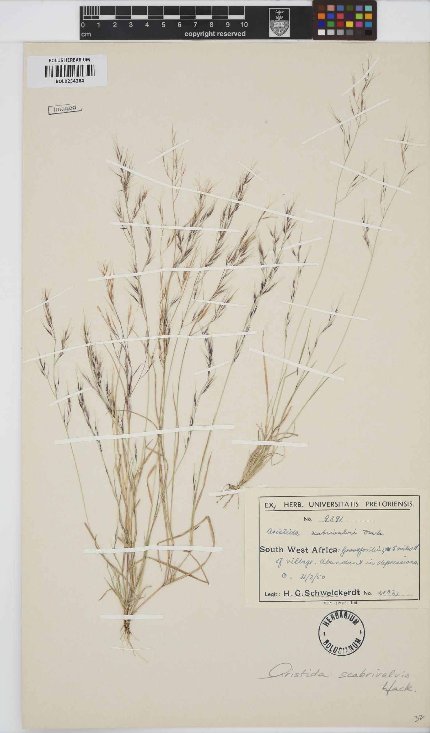 Aristida scabrivalvis image