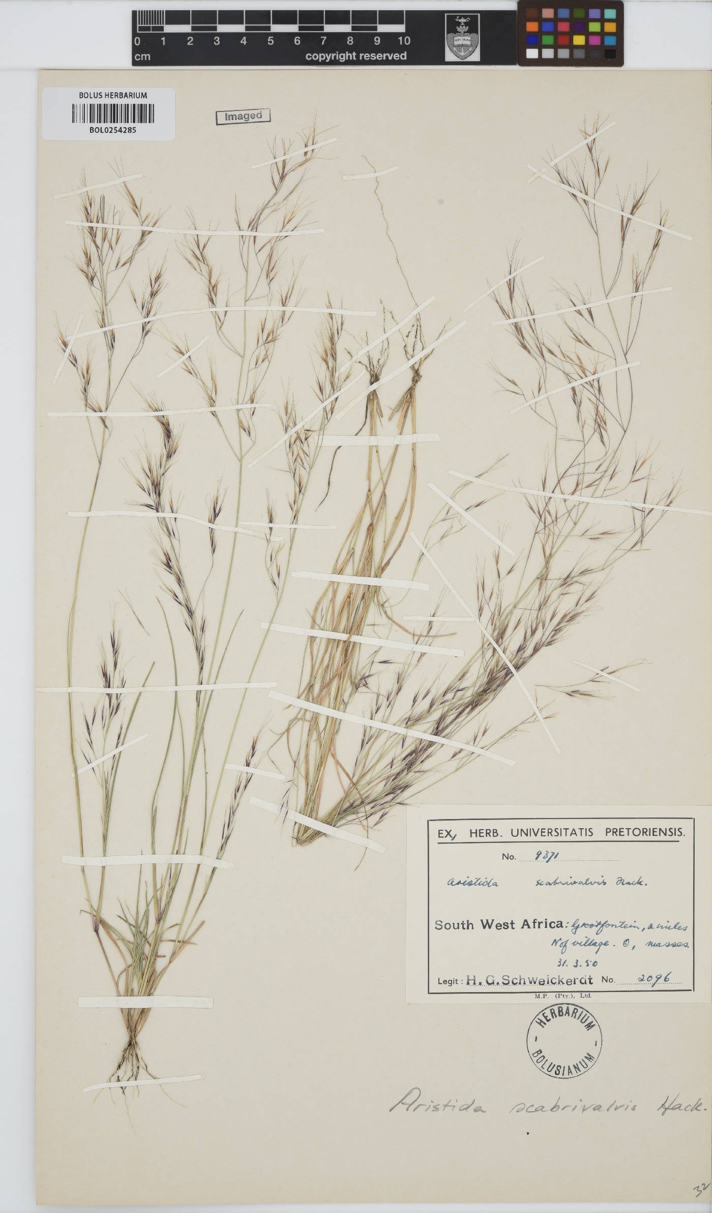 Aristida scabrivalvis image
