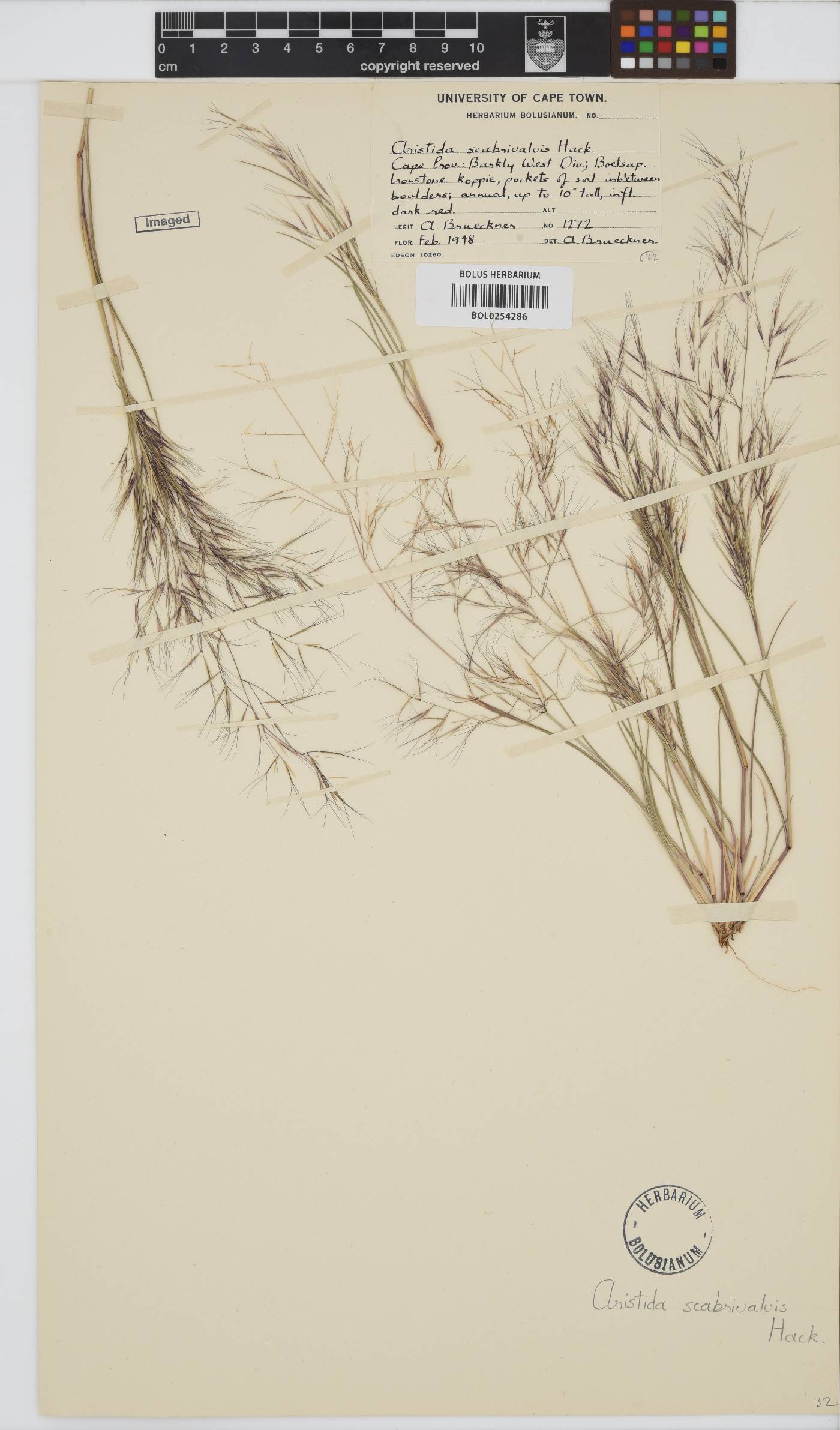 Aristida scabrivalvis image