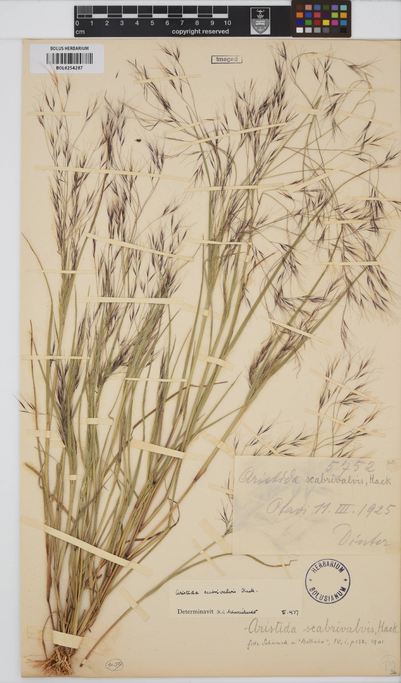 Aristida scabrivalvis image