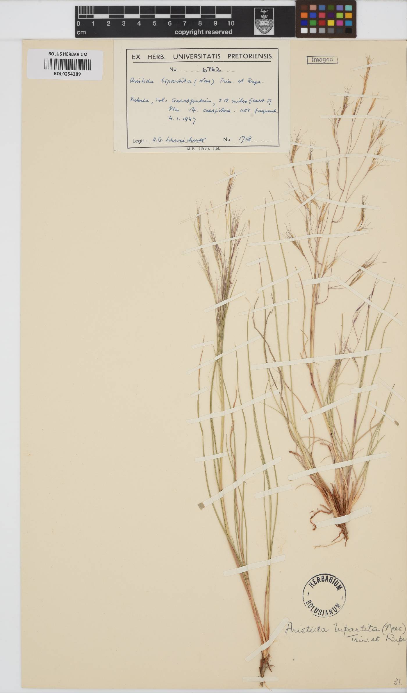 Aristida bipartita image