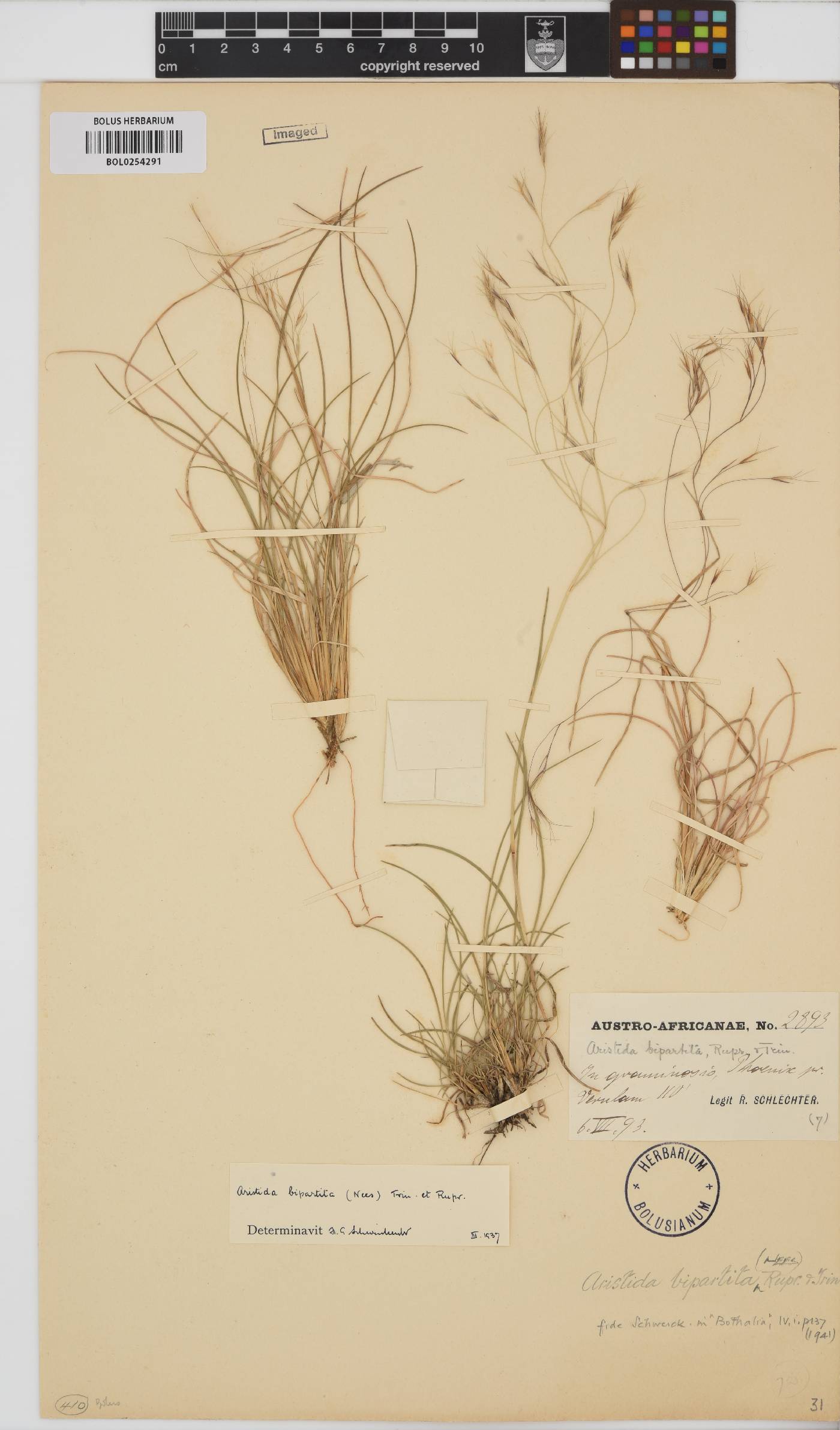 Aristida bipartita image