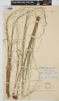 Aristida canescens subsp. canescens image