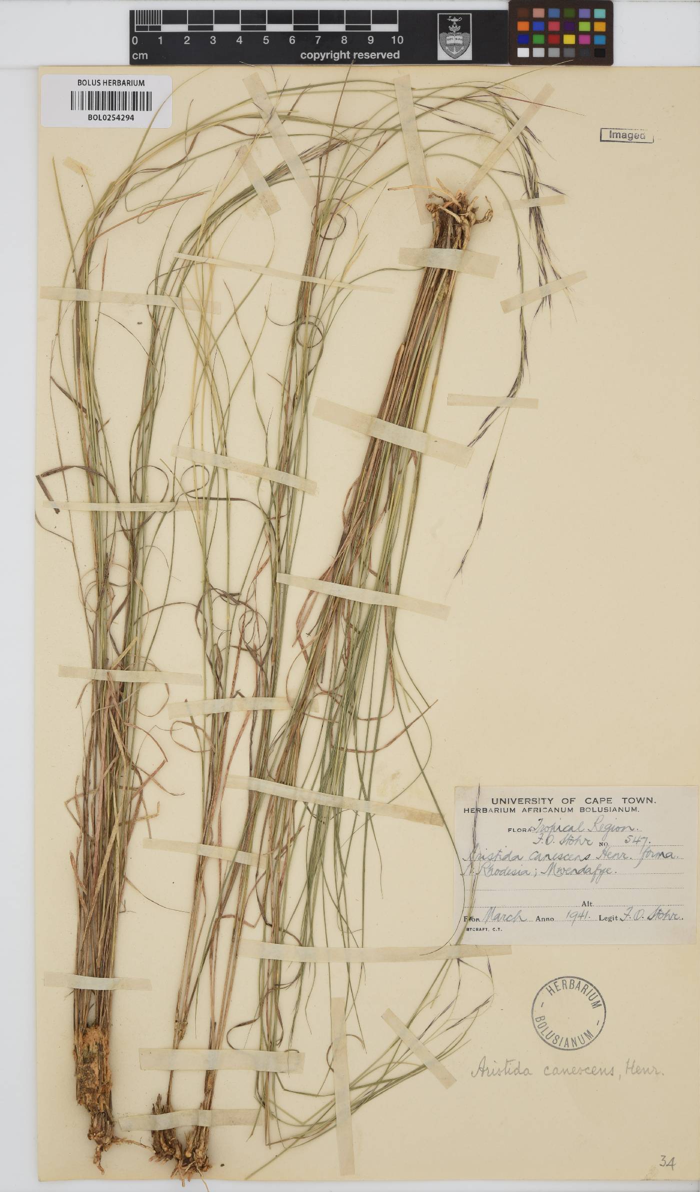 Aristida canescens image