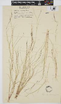 Aristida canescens image