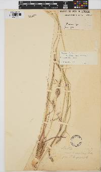 Aristida canescens image