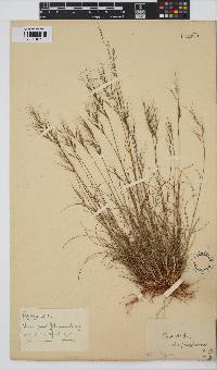 Aristida aequiglumis image