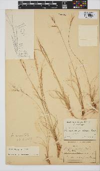 Aristida aequiglumis image