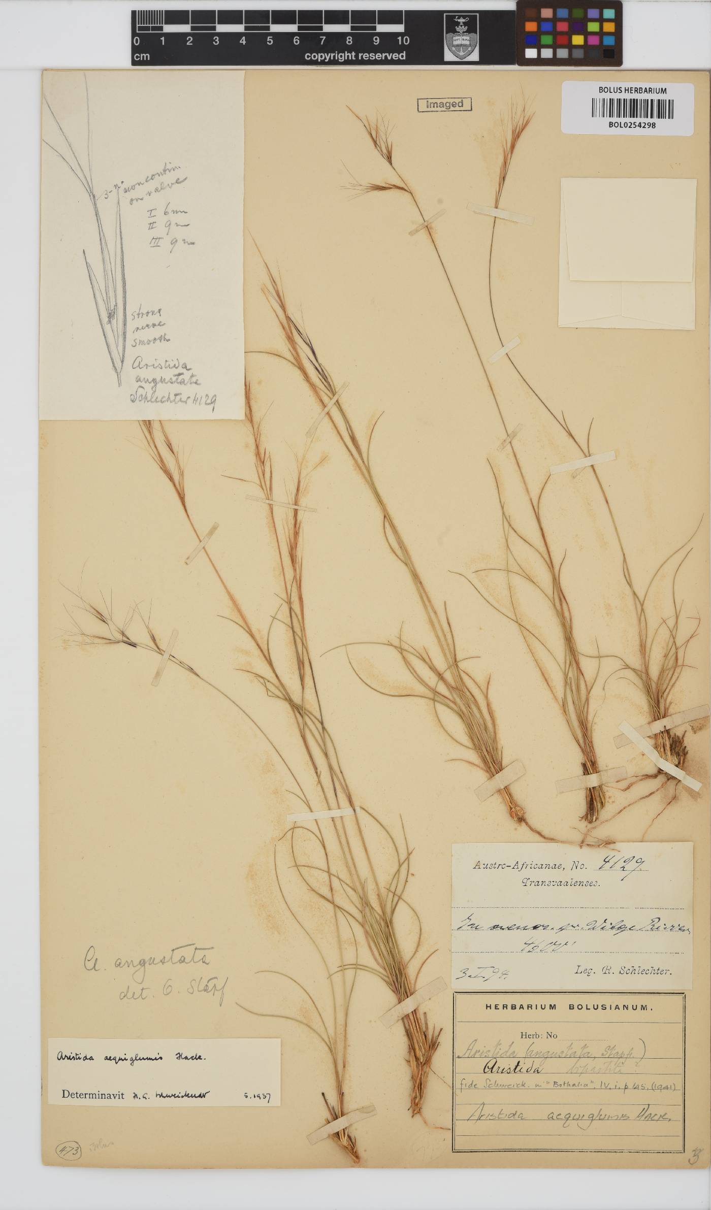 Aristida aequiglumis image