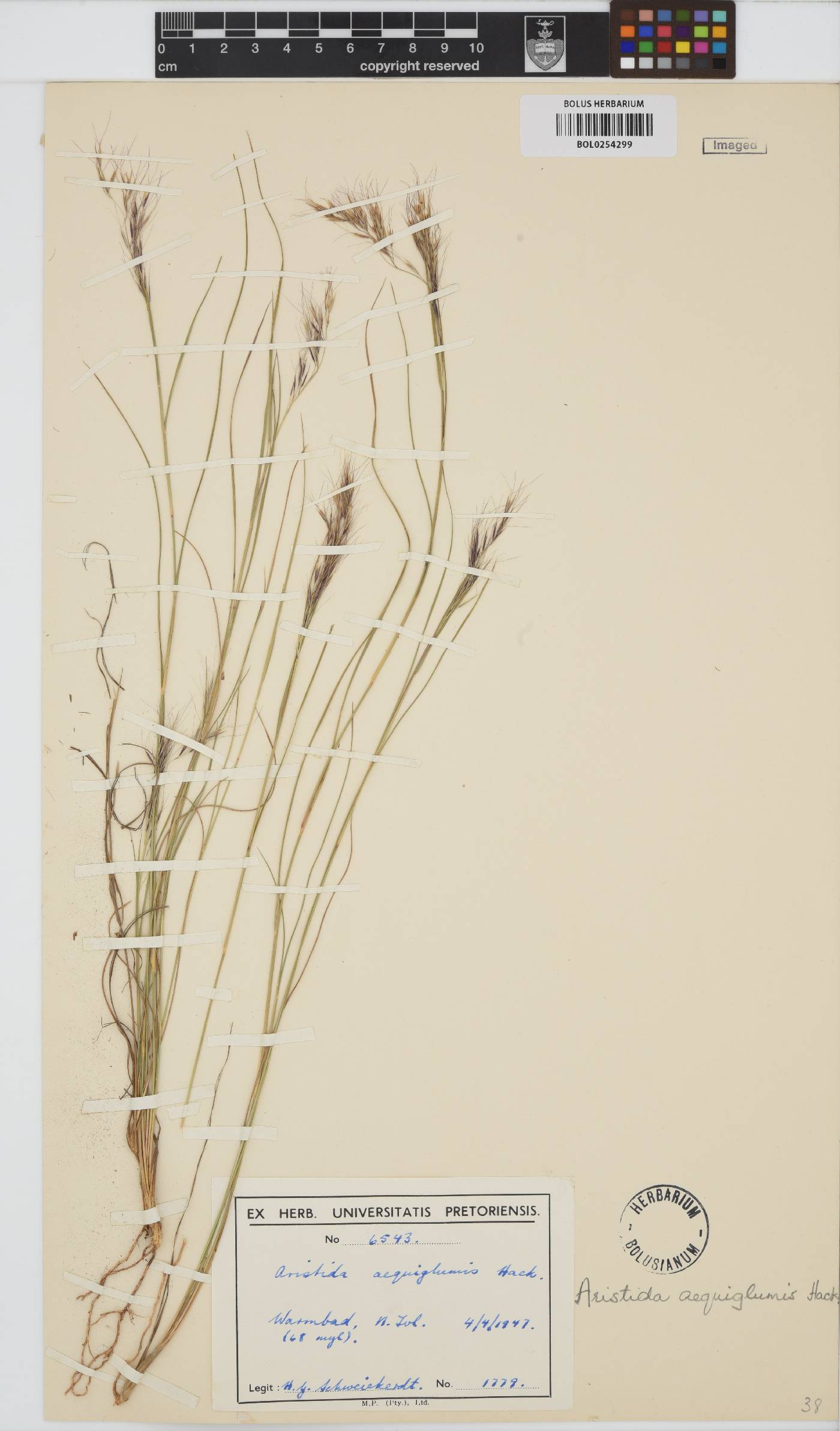 Aristida aequiglumis image