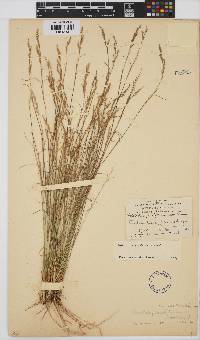 Image of Aristida transvaalensis