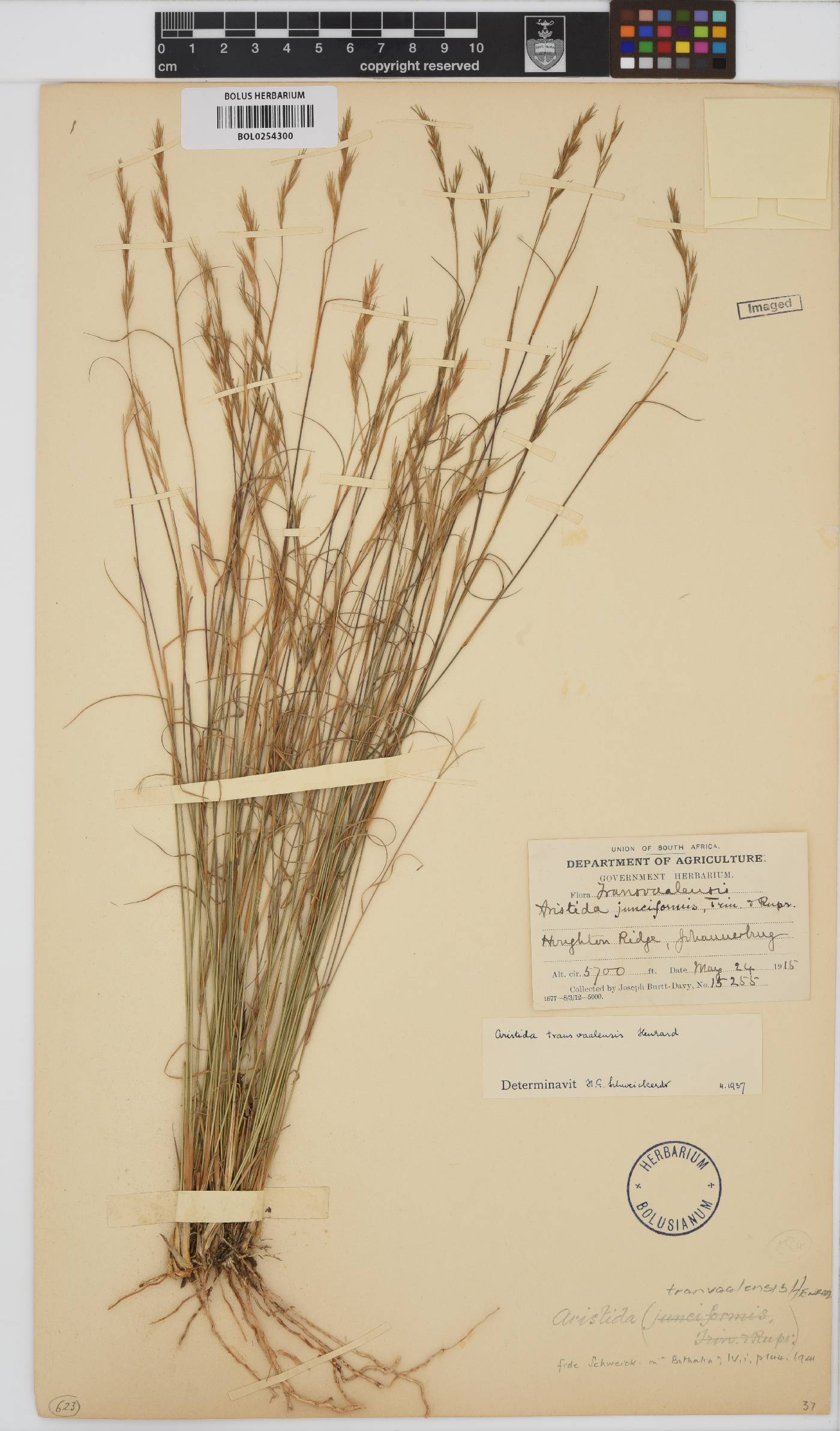 Aristida transvaalensis image