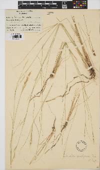 Aristida junciformis image