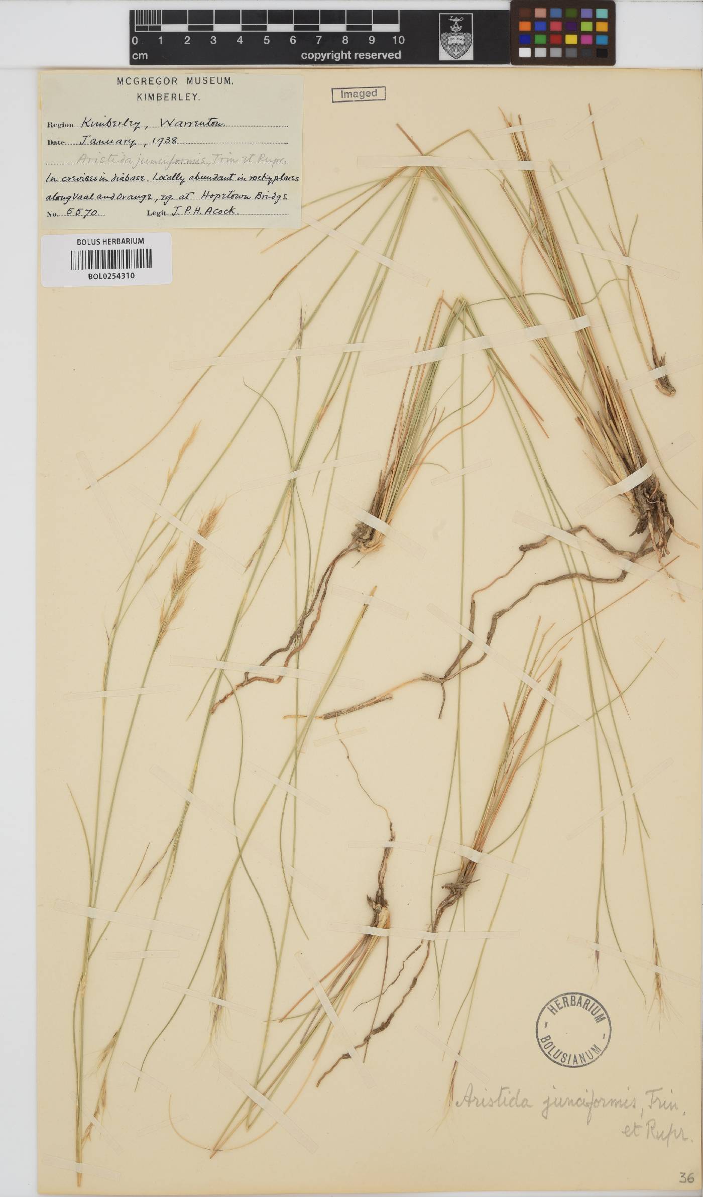 Aristida image