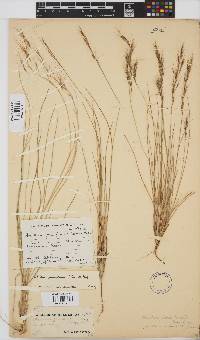 Aristida junciformis image