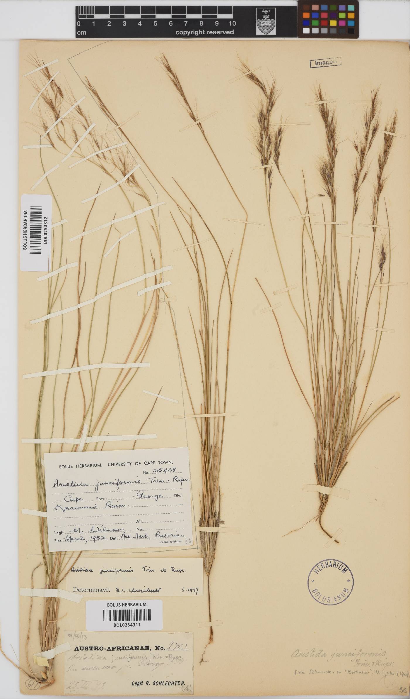 Aristida junciformis image