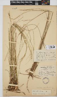 Aristida junciformis image