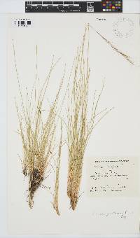 Aristida junciformis image