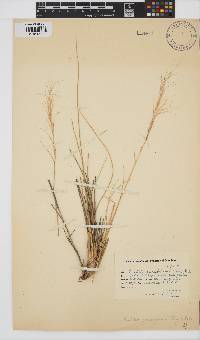 Aristida junciformis image