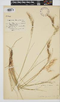 Aristida junciformis image