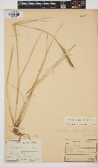 Aristida junciformis image